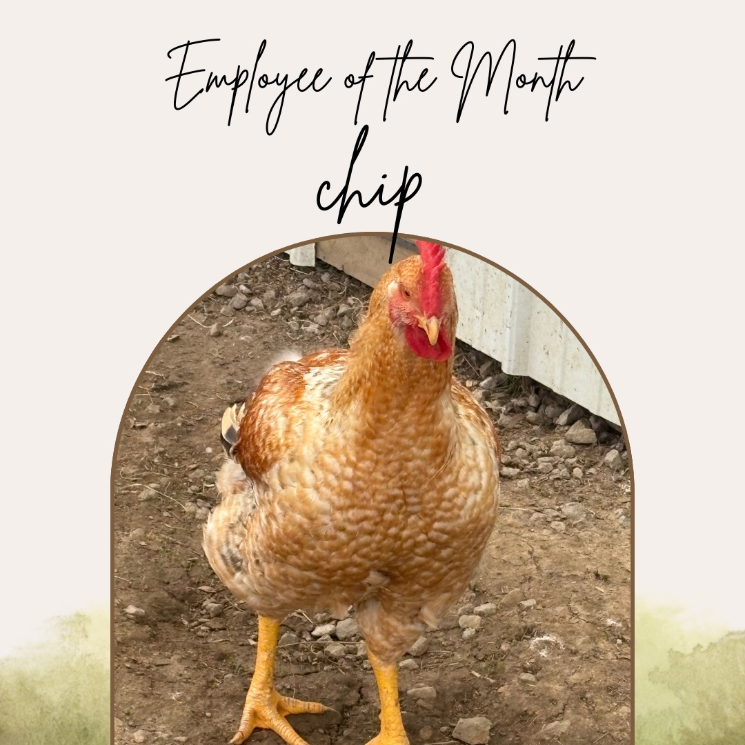 Employee of the Month at the Martin Homestead