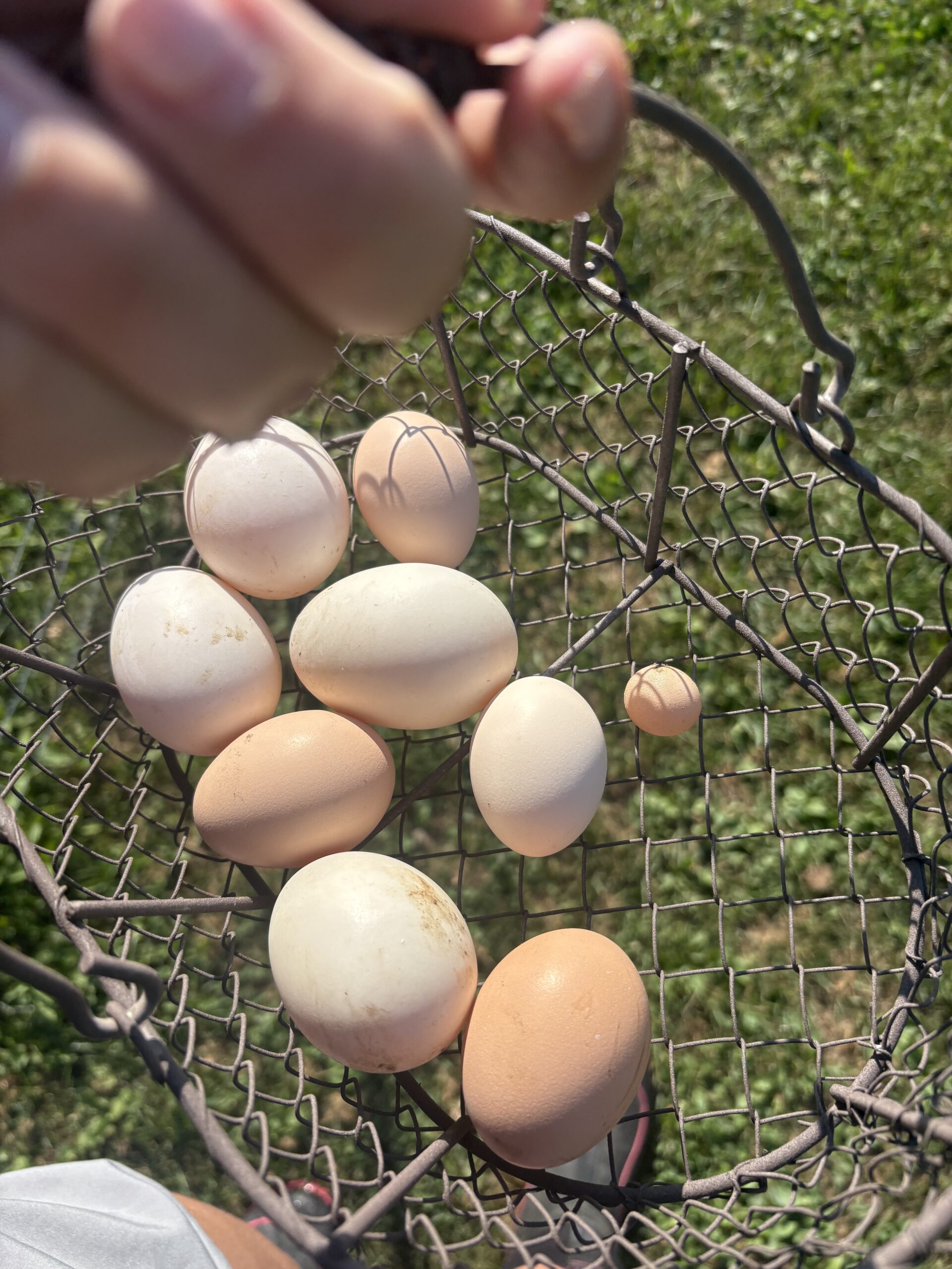 Why Are Some of Our Eggs Small?